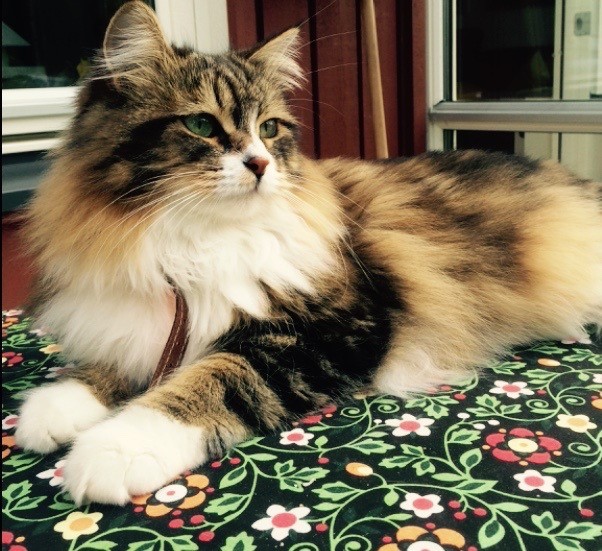 sibirisk kattunge Vega